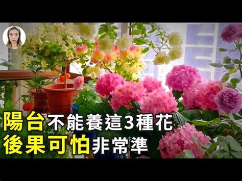 陽台種玫瑰風水|【玫瑰 花 擋煞】玫瑰花的超強效用！陽台種上它鎮宅擋煞氣，風。